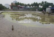 Khai quật khảo cổ khẩn cấp 13 cọc gỗ phát hiện tại xã Lại Xuân, huyện Thủy Nguyên