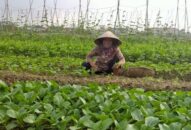 Hội Nông dân thành phố: Đào tạo nghề cho 1.872 lao động nông thôn