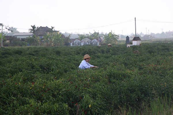 Phần lớn học viên sau khi đào tạo nghề đều có việc làm