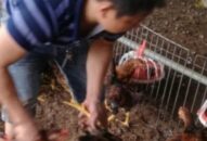 Giá gia cầm hôm nay 28/3: Gà vịt giảm sâu, còn bị thương lái ép giá