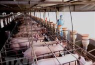 Đưa giá lợn hơi về mức trước khi có dịch ngay trong tháng Tư