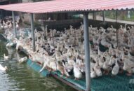 Hải Phòng: Hết dịch cúm gia cầm