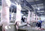 Giá lợn hơi, thịt lợn trên thị trường vẫn ở mức cao