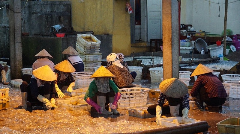 Ngư dân Đồ Sơn khai thác, chế biến sứa biển