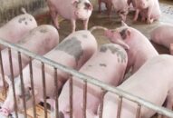 Giá heo hơi hôm nay 13/4: Tăng vọt ngày đầu tuần, đạt đỉnh 85.000 đồng/kg