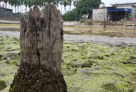 Chưa rõ bãi cọc Đầm Thượng thuộc chiến trận nào