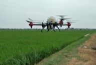 Sử dụng thiết bị bay điều khiển từ xa phun thuốc trừ sâu cho lúa