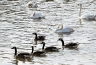 Thêm 65 đôi thiên nga được thả  xuống dòng sông Tam Bạc