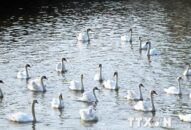 Hải Phòng: Tiếp tục thả 65 đôi thiên nga xuống sông Tam Bạc