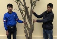 CAH Kiến Thụy: Khởi tố 2 đối tượng trộm cắp cây cảnh