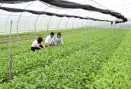 Đề nghị xét công nhận đạt chuẩn nông thôn mới cho huyện Cát Hải năm 2019