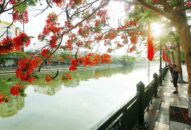 Hải Phòng – Tháng 5 rợp trời hoa phượng đỏ