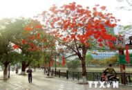 Hải Phòng: Rà soát, xử lý 119 cây xanh có nguy cơ mất an toàn cao