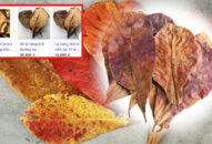 Lá bàng khô bán… online giá 1.000 đồng/lá, mặt hàng gây ‘sốt’ mạng