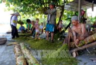 Rộn ràng mùa thu hoạch “tương tư thảo”