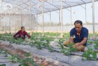 Làm giàu từ mô hình trồng dưa trong nhà kính