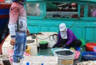 Quận Đồ Sơn: Giá trị sứa xuất khẩu đạt 25,6 tỷ đồng