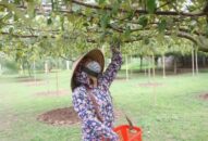 Phường Bàng La, quận Đồ Sơn: Diện tích trồng táo tăng gần 10ha so với năm 2019