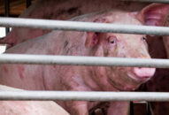 Phát hiện chủng virus cúm lợn mới có thể trở thành đại dịch ở Trung Quốc