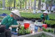 Bảo vệ, chăm sóc “lá phổi xanh”