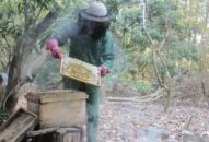 Sản lượng mật ong Cát Bà giảm do mất mùa