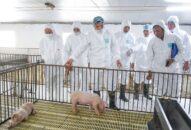 Tái đàn lợn phải đảm bảo phát triển ổn định, bền vững