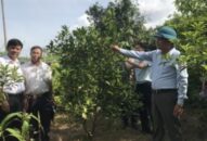 Huyện An Dương: Khôi phục giống cam Đồng Dụ, xã Đặng Cương