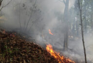 Tăng cường các biện pháp cấp bách về phòng cháy, chữa cháy rừng