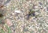 Hàng nghìn chiếc chân gà nổi lềnh phềnh trên mặt sông Đa Độ:  Đã tiến hành thu gom, tiêu hủy theo quy định