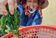 Rau nhót – “lộc trời cho” của người dân đảo Ngọc