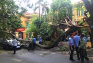 Cảnh báo cây xanh đô thị có khả năng bị gãy đổ trong mùa mưa bão