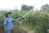 Phường Bàng La (quận Đồ Sơn): Vụ táo năm 2021 trồng hơn 120ha