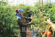 Nông nghiệp, nông thôn Hải Phòng: Sản xuất phát triển, hạ tầng khang trang