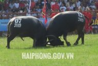 Đồ Sơn tạm dừng Lễ hội chọi trâu truyền thống 2020