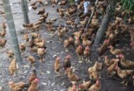 Khẩn trương khống chế cúm gia cầm A/H5N6 bùng phát tại huyện Kiến Thuỵ