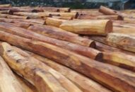 Quy định quản lý gỗ nhập khẩu, xuất khẩu