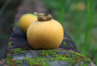 Rặng thị di sản Đồ Sơn: Giải pháp nào để khai thác hiệu quả giá trị di sản