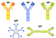 Tìm ra kháng thể tạo miễn dịch với COVID-19