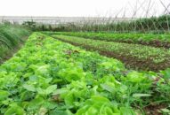 Quy định về canh tác hữu cơ trên địa bàn thành phố Hải Phòng