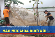 Náo nức mùa rươi nổi…