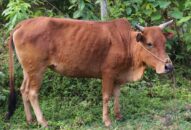 Theo dõi chặt chẽ diễn biến tình hình dịch bệnh trên trâu, bò để kịp thời triển khai các biện pháp phòng, chống dịch