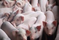 Huyện Kiến Thụy: Rà soát, kiểm tra toàn bộ các điểm giết mổ lợn trên địa bàn