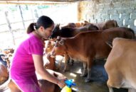 Ban hành kế hoạch thông tin phòng, chống bệnh Lở mồm long móng