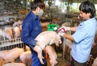 Chủ động bố trí nguồn lực triển khai Chương trình Quốc gia phòng chống bệnh lở mồm long móng trên đàn gia súc