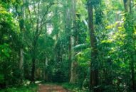 Sớm ngăn chặn các hành vi săn bắt, giết hại và buôn bán chim hoang dã di cư ở khu vực đảo Cát Bà