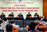 Thủ tướng yêu cầu xử lý nghiêm, cấm tuyệt đối chặt đào rừng đón Tết