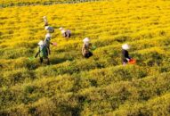 Tiếp tục triển khai hiệu quả các chính sách tín dụng phục vụ phát triển nông nghiệp, nông thôn trên địa bàn thành phố