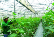 Hải Phòng thúc đẩy phát triển mô hình sản xuất nông nghiệp an toàn