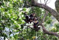 Tăng cường tuyên truyền, phổ biến công tác bảo tồn đa dạng sinh học và các loài hoang dã