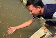 Nhân giống ‘lộc trời’